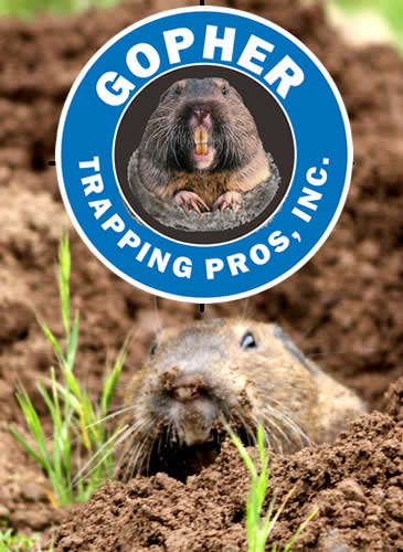 gopher moles vole trapping services in san mateo