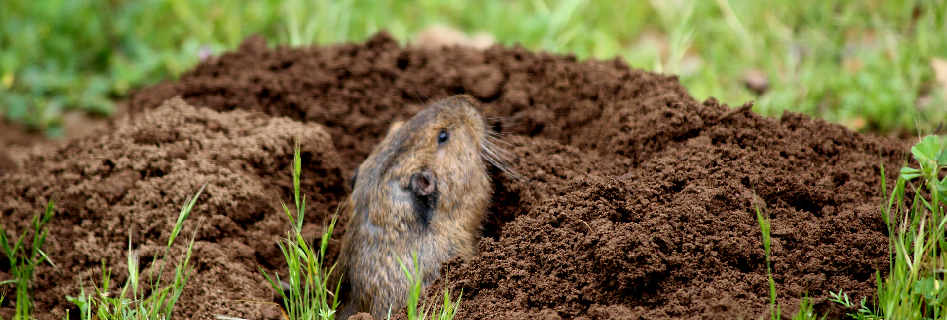 Gopher Exterminator