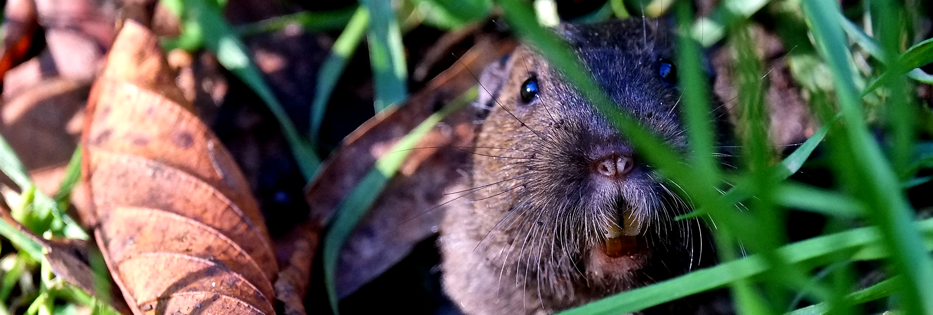 Gopher Control Service