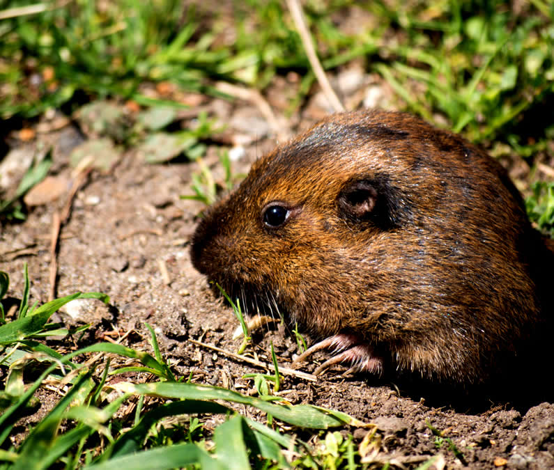 pocket gopher control