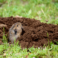 pocket gopher trapper